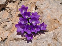 Campanula morettiana 6, Saxifraga-Harry Jans