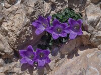 Campanula morettiana 7, Saxifraga-Harry Jans