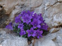Campanula morettiana 8, Saxifraga-Harry Jans