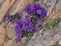Campanula morettiana 9, Saxifraga-Harry Jans