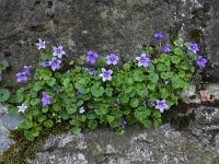 Campanula portenschlagiana 11, Dalmatieklokje, Saxifraga-Ed Stikvoort : Limerick