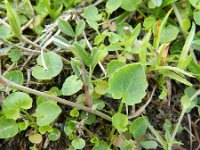 Campanula rotundifolia 35, Grasklokje, Saxifraga-Rutger Barendse