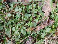 Campanula rotundifolia 36, Grasklokje, Saxifraga-Rutger Barendse