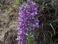 Campanula speciosa 2, Saxifraga-Piet Zomerdijk
