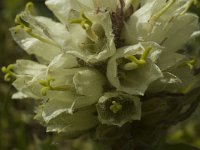 Campanula thyrsoides 12, Saxifraga-Marijke Verhagen