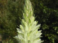 Campanula thyrsoides 14, Saxifraga-Jasenka Topic