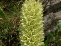 Campanula thyrsoides 23, Saxifraga-Harry Jans
