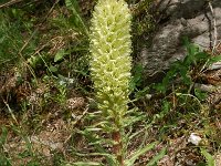 Campanula thyrsoides 24, Saxifraga-Harry Jans