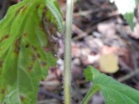 Campanula trachelium 19, Ruig klokje, Saxifraga-Rutger Barendse