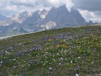 Campanula witasekiana 2, Saxifraga-Harry Jans