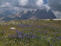 Campanula witasekiana 3, Saxifraga-Harry Jans