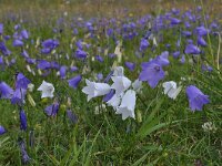 Campanula witasekiana 4, Saxifraga-Harry Jans