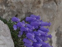 Campanula zoysii 13, Saxifraga-Harry Jans