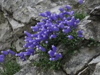 Campanula zoysii 9, Saxifraga-Harry Jans