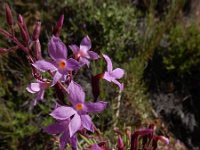 Campylanthus salsoloides 5, Saxifraga-Ed Stikvoort
