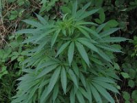Cannabis sativa 1, Hennip, Saxifraga-Rutger Barendse