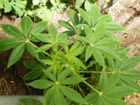 Cannabis sativa 10, Hennep, Saxifraga-Rutger Barendse