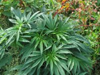 Cannabis sativa 12, Hennep, Saxifraga-Rutger Barendse