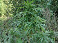 Cannabis sativa 2, Hennip, Saxifraga-Rutger Barendse