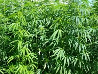 Cannabis sativa 3, Hennip, Saxifraga-Rudmer Zwerver