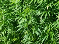 Cannabis sativa 4, Hennip, Saxifraga-Rudmer Zwerver
