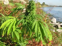 Cannabis sativa 6, Hennep, Saxifraga-Rutger Barendse