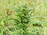 Cannabis sativa 8, Hennep, Saxifraga-Rutger Barendse