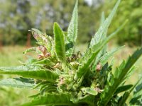 Cannabis sativa 9, Hennep, Saxifraga-Rutger Barendse