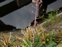 Capsella rubella 13, Rood herderstasje, Saxifraga-Ed Stikvoort