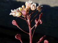 Capsella rubella 14, Rood herderstasje, Saxifraga-Ed Stikvoort