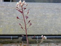 Capsella rubella 16, Rood herderstasje, Saxifraga-Ed Stikvoort