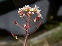 Capsella rubella 18, Rood herderstasje, Saxifraga-Ed Stikvoort