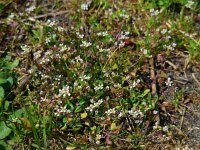 Capsella rubella 9, Rood herderstasje, Saxifraga-Ed Stikvoort