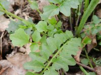 Cardamine pratensis ssp dentata 73, Saxifraga-Rutger Barendse