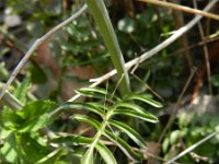 Cardamine pratensis ssp dentata 74, Saxifraga-Rutger Barendse
