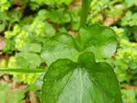 Cardamine raphanifolia 7, Saxifraga-Rutger Barendse