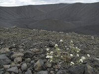 Cardaminopsis petraea 1, Saxifraga-Rob Felix : Plantae, Plants, planten