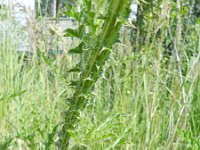 Carduus acanthoides 12, Langstekelige distel, Saxifraga-Rutger Barendse