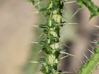 Carduus crispus 21, Kruldistel, Saxifraga-Sonja Bouwman