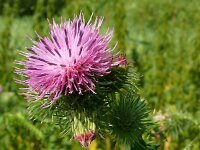 Carduus crispus 24, Kruldistel, Saxifraga-Hans Grotenhuis