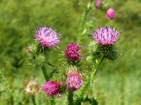 Carduus crispus 25, Kruldistel, Saxifraga-Hans Grotenhuis