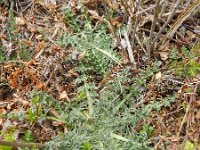 Carduus nutans 30, Knikkende distel, Saxifraga-Rutger Barendse
