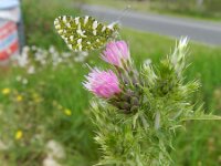 Carduus tenuiflorus 4, Tengere distel, Saxifraga-Rutger Barendse