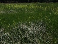 Carex acuta 17, Scherpe zegge, Saxifraga-Hans Boll