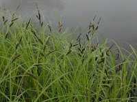 Carex acuta 4, Scherpe zegge, Saxifraga-Hans Boll