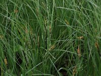 Carex acutiformis 13, Moeraszegge, Saxifraga-Hans Boll