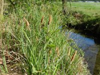 Carex acutiformis 2, Moeraszegge, Saxifraga-Rutger Barendse