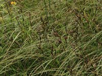 Carex acutiformis 35, Moeraszegge, Saxifraga-Hans Boll