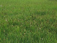 Carex acutiformis 5, Moeraszegge, Saxifraga-Hans Boll