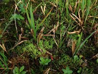 Carex acutiformis 7, Moeraszegge, Saxifraga-Hans Boll